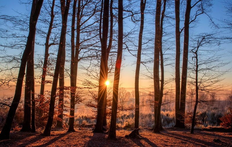 Enchanted Forest